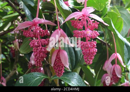 Eine blühende Medinilla magnifica, Philippine Orchid, Pflanze in einem Regenwald in Hana, Maui, Hawaii, USA Stockfoto