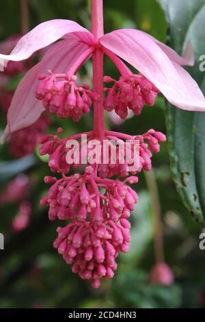 Nahaufnahme der Blüten einer blühenden Medinilla magnifica, Philippine Orchid, Pflanze in einem Regenwald in Hana, Maui, Hawaii, USA Stockfoto