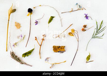 Herbarium mit alten getrockneten Pflanzen und Blumen auf weißem Hintergrund, Moos und Holz Stockfoto