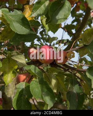 Crab Apple 'Jelly King' (Malus 'Mattdru') wächst in einem Obstgarten im ländlichen Surrey, England, Großbritannien Stockfoto