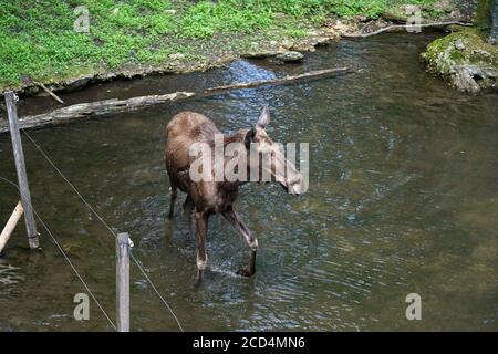Braune Elche im strömenden Wasser während des Tages Stockfoto