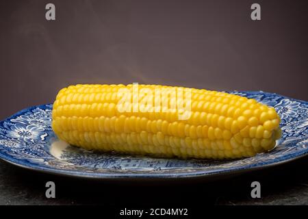 Mais auf dem Maiskolben, dampfend nach dem Kochen in Wasser, eine amerikanische Sommerheftklammer. Stockfoto
