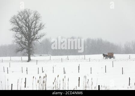 Mohawk Valley, New York State: Amish Pferd und Buggy auf der Straße während eines Schneesturms. Stockfoto