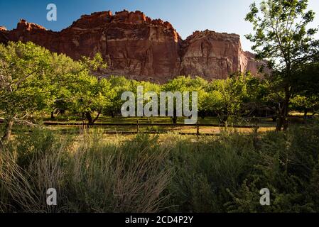 Obstplantagen und rote Felsen mesa Hintergrund im Capitol Reef National Park. Fruita, Utah, USA, ein historisches Gebiet ist Teil des Capitol Reef National Park. Stockfoto