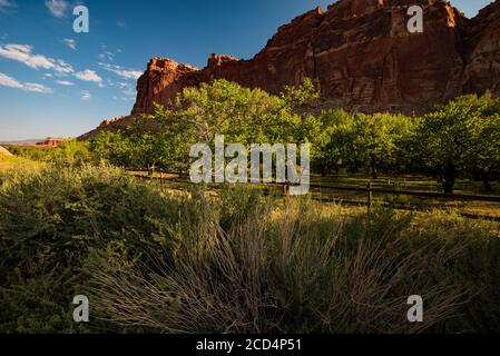 Obstplantagen und rote Felsen mesa Hintergrund im Capitol Reef National Park. Fruita, Utah, USA, ein historisches Gebiet ist Teil des Capitol Reef National Park. Stockfoto