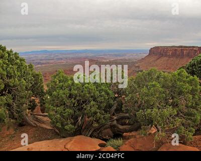 Ein unkarakterisch üppiger Utah Juniper, Juniperus Osteosperma, am Grand ViewPoint der Insel im Sky Mesa of Canyonlands National Park, in Utah Stockfoto