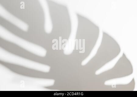 Abstrakt weiß sauber Hintergrund mit Schatten von Palmen oder Monstera Blätter. Überlagerung von Grauschattenfotos. Tropische Baumblätter. Schwarz und weiß verschwommener Scheitelpunkt Stockfoto