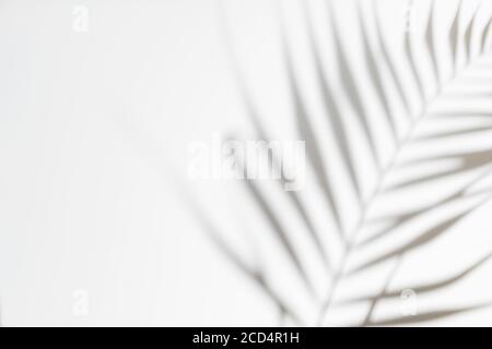 Abstrakt weiß sauber Hintergrund mit Schatten von Palmen oder Monstera Blätter. Überlagerung von Grauschattenfotos. Tropische Baumblätter. Schwarz und weiß verschwommener Scheitelpunkt Stockfoto