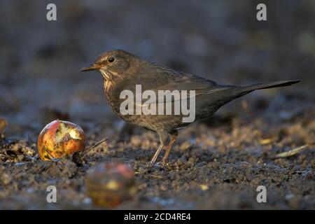 Amsel (Turdus Mercula) Stockfoto