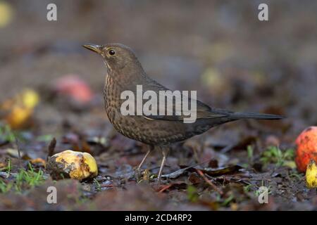 Amsel (Turdus Mercula) Stockfoto