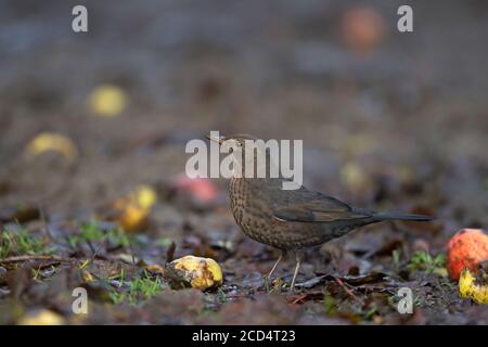 Amsel (Turdus Mercula) Stockfoto