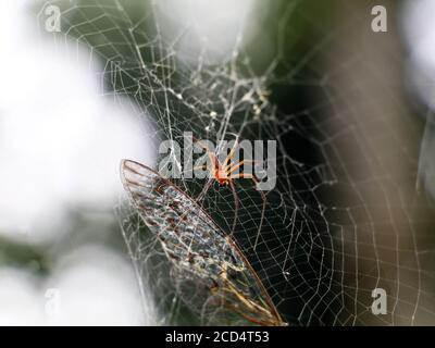 Mehrfarbige Spinne auf Spinnennetz, selektiver Fokus Stockfoto