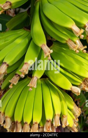 Nahaufnahme von unreifen Baby-Bananen der Zwerg Cavendish Sorte, beliebte köstliche Ernte wächst vor allem auf den Kanarischen Inseln, Teneriffa, Spanien Stockfoto