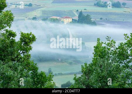 Am frühen Morgen Nebel über den Lavendelfeldern direkt vor Sault Stockfoto