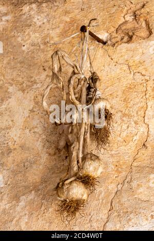 Knoblauchplatten hängen in der Sonne, um mit Nelken und Zwiebeln frisch gepflückt gebunden und gebunden zu trocknen. Stockfoto