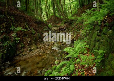 Bergbach mit befestigtes Ufer im Wald. Karpaten-Bach zwischen Wald bedeckten Berghängen. Unbenannter Nebenfluss des Flusses Shypit, UA Stockfoto