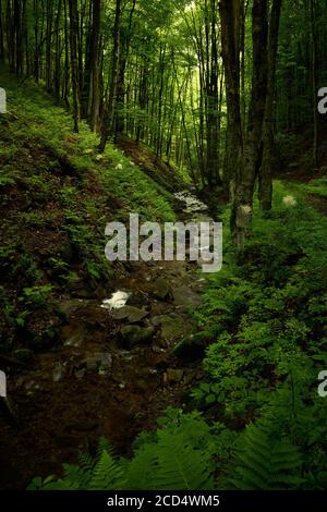 Klares Bergwasser. Ruhiger Bergbach im Schatten des grünen Regenwaldes. Unbenannter Nebenfluss des Flusses Shypit, am Fuße des Mt. Bilyi Kamin (1062) Stockfoto