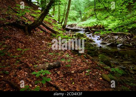 Bewaldete Gebirgsbach Bank. Ein Gebirgsbach im Wald fließt zwischen den abfallenden Ufern, die mit abgefallenen Blättern übersät sind. Stockfoto