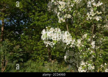 Frühling blühende weiße Blüte auf einem Crab Apfelbaum (Malus 'Indian Magic') wächst in einem Woodland Garden in Rural Devon, England, Großbritannien Stockfoto