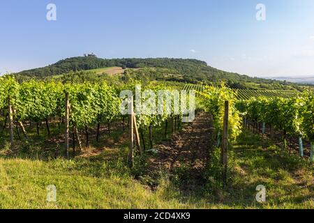 Weinberg mit Hügeln und sirotci Burg. Ruine der gotischen Burg in südmähren Landschaft, Palava Tschechische republik Stockfoto