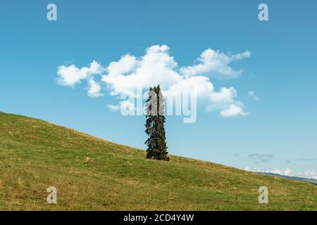 Eine Kiefer in einem Schweizer Feld, minimalistische Landschaft der Schweiz Stockfoto