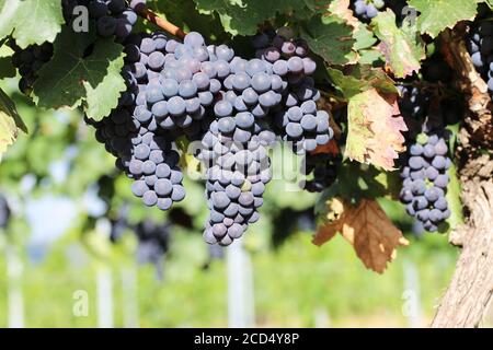 Nahaufnahme von reifen blauen Trauben am Weinstock Stockfoto