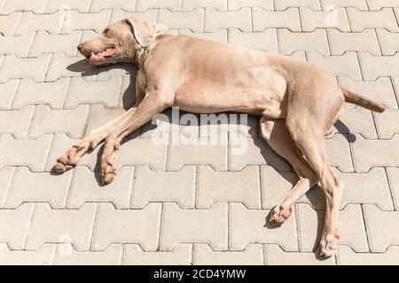 Weimaraner liegt auf Betonpflaster. Ruhender Hund. Der Jagdhund schläft. Stockfoto
