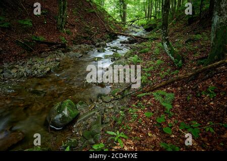 Bergbach. Ein Bergbach trägt kristallklares Wasser zwischen Laubwäldern. Unbenannter Nebenfluss des Flusses Shypit, am Fuße des Mt. Bilyi Kamin Stockfoto