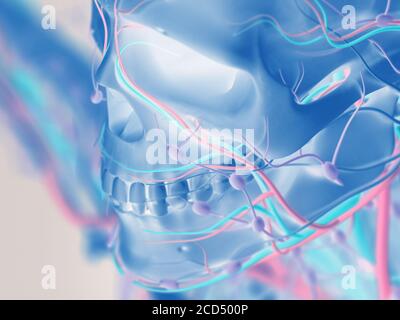 Skelett der menschlichen Anatomie. Detail von Gesicht, Wangenknochen. Knochenstruktur, Arterien, Lymphknoten. Stockfoto