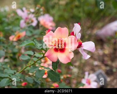 Rock Rose. Moosrose. Rosa und gelbe Blütenblätter. Portulaca Grandiflora, Vietnamrose. Hoop Lane Remembrance Gardens of Tranquility, London. Rose Gardens Stockfoto