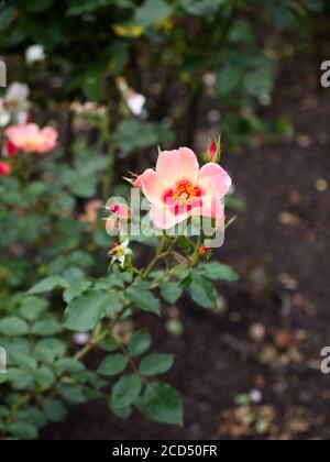 Rock Rose. Moosrose. Rosa und gelbe Blütenblätter. Portulaca Grandiflora, Vietnamrose. Hoop Lane Remembrance Gardens of Tranquility, London. Rose Gardens Stockfoto