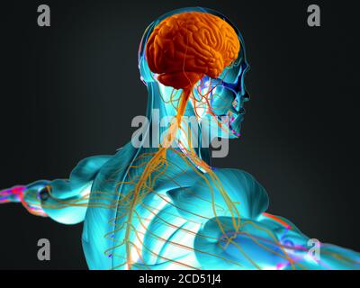 Menschliche Anatomie 3D futuristische Scan-Technologie mit Röntgenaufnahme des menschlichen Körpers. Rücken und Kopf und das Gehirn. Lebendige Farben. Röntgenähnlich. Stockfoto