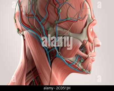 Menschliche Anatomie zeigt Gesicht, Kopf, Schultern und Rücken Muskelsystem, Knochenstruktur und Gefäßsystem. Stockfoto
