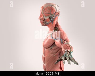 Menschliche Anatomie Körper, Seitenansicht des Muskel- und Gefäßsystems. Stockfoto