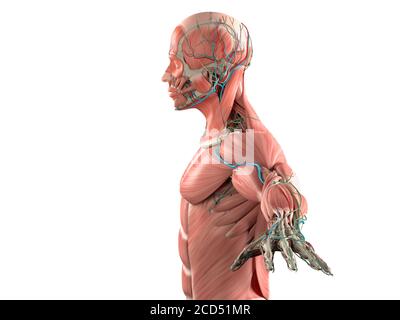 Menschliche Anatomie Körper, Seitenansicht des Muskel- und Gefäßsystems. Stockfoto