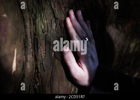 Männliche Hand berühren Baumrinde Stockfoto