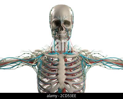 Anatomiedarstellung des menschlichen Schädels, Kopf mit Skelett und Gefäßsystem. Stockfoto