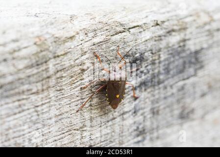 Waldfehler oder Rotbeiniger Schildfehler (Pentatoma rufipes) Stockfoto