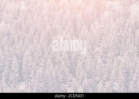 Schneebedeckte Tannen. Dichter Nadelwald. Winterlandschaft Stockfoto