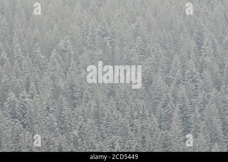 Schneebedeckte Tannen. Dichter Nadelwald. Winterlandschaft Stockfoto