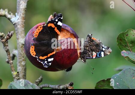 Rote Admiral Butterlügen auf verfallenden Apfel im Herbst Stockfoto