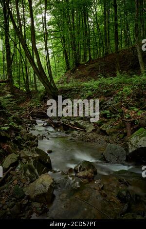 Bergbach im Schatten der Bäume. Faszinierender Bach in den Bergen inmitten des dunklen Waldes. Unbenannter Nebenfluss des Flusses Shypit, Transkarpatien Stockfoto