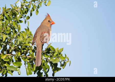 Nördlicher Kardinal (Cardinalis cardinalis) weiblich thront, South Texas, USA Stockfoto