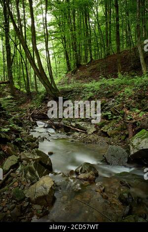 Ruhiger Bergbach. Faszinierender Bach in den Karpaten im Sommer inmitten des grünen Waldes. Stockfoto