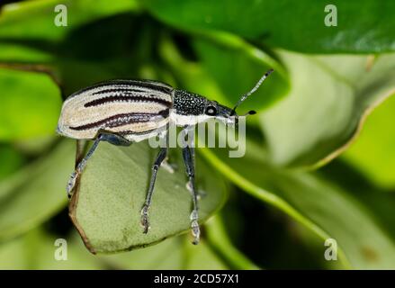 Diappes Root Weevil kriecht durch üppiges Laub in Houston, TX. Ein zerstörerisches Insekt, das viele Arten von Pflanzen, insbesondere Zitrusfrüchte, beschädigen kann. Stockfoto