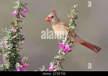 Nördlicher Kardinal (Cardinalis cardinalis) Weibchen auf Blumen thront, South Texas, USA Stockfoto