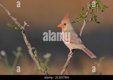 Nördlicher Kardinal (Cardinalis cardinalis) weiblich thront, South Texas, USA Stockfoto