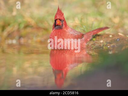 Nördlicher Kardinal (Cardinalis cardinalis) Baden bei Männern, Südtexas, USA Stockfoto