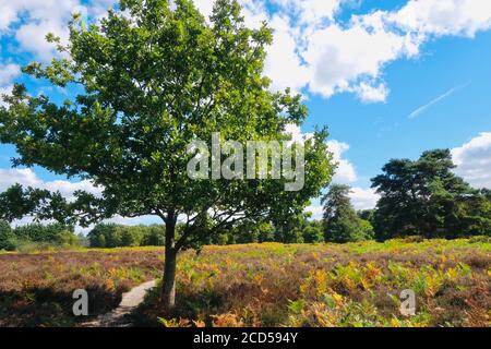 Sutton Heath, Woodbridge, UK - 23. August 2020: Sonntagnachmittag Spaziergang durch die bunten Bracken. Stockfoto