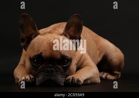 Nahaufnahme einer französischen Bulldogge, die auf einer schwarzen aufliegt Hintergrund Stockfoto